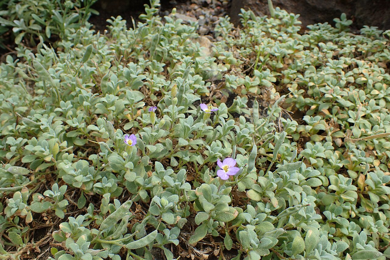 Aubrieta scardica: Aubrieta scardica in the Botanischer Garten, Berlin-Dahlem