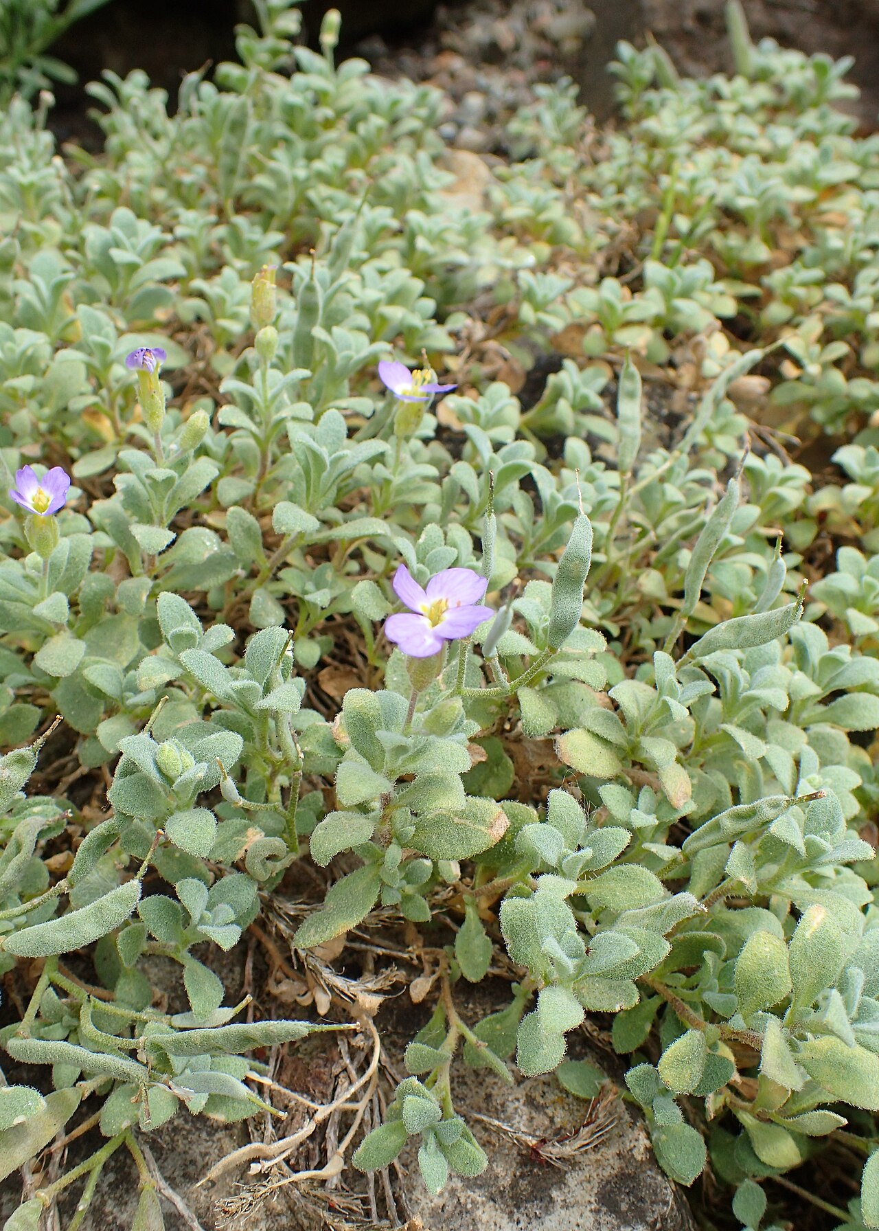 Aubrieta scardica: Aubrieta scardica in the Botanischer Garten, Berlin-Dahlem