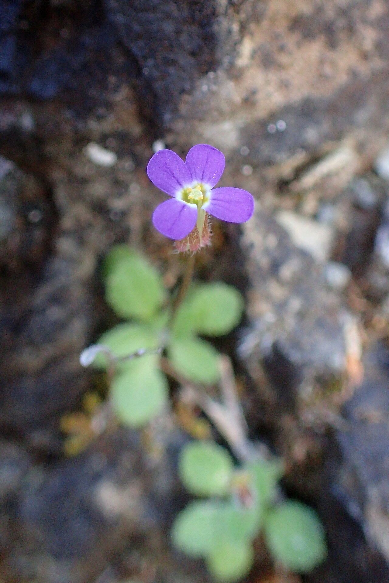 Aubrieta verna: Arabis verna in Mathiatis, Cyprus