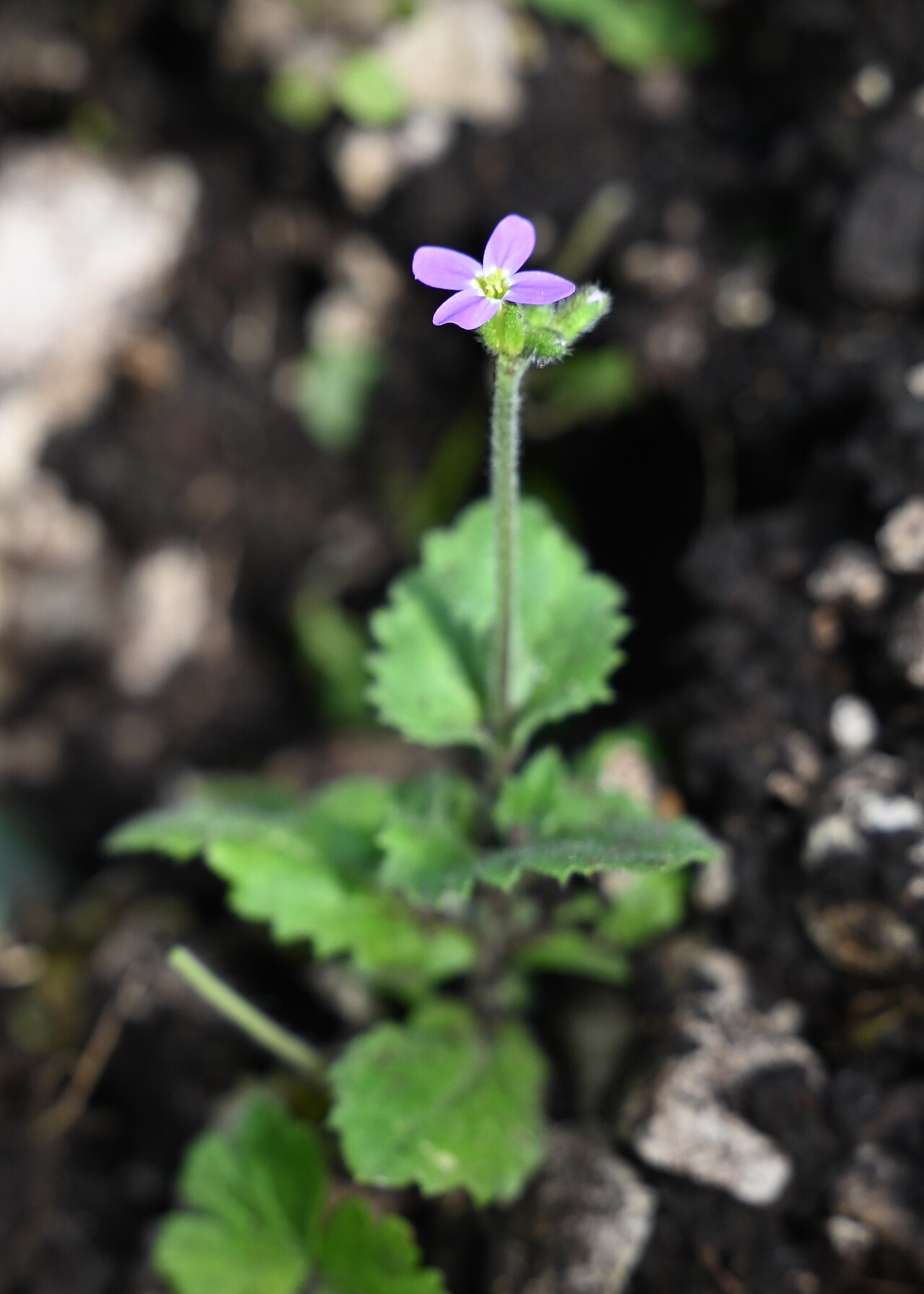 Aubrieta verna: Arabis verna N from Pico Peñón de Algámitas, Andalusia