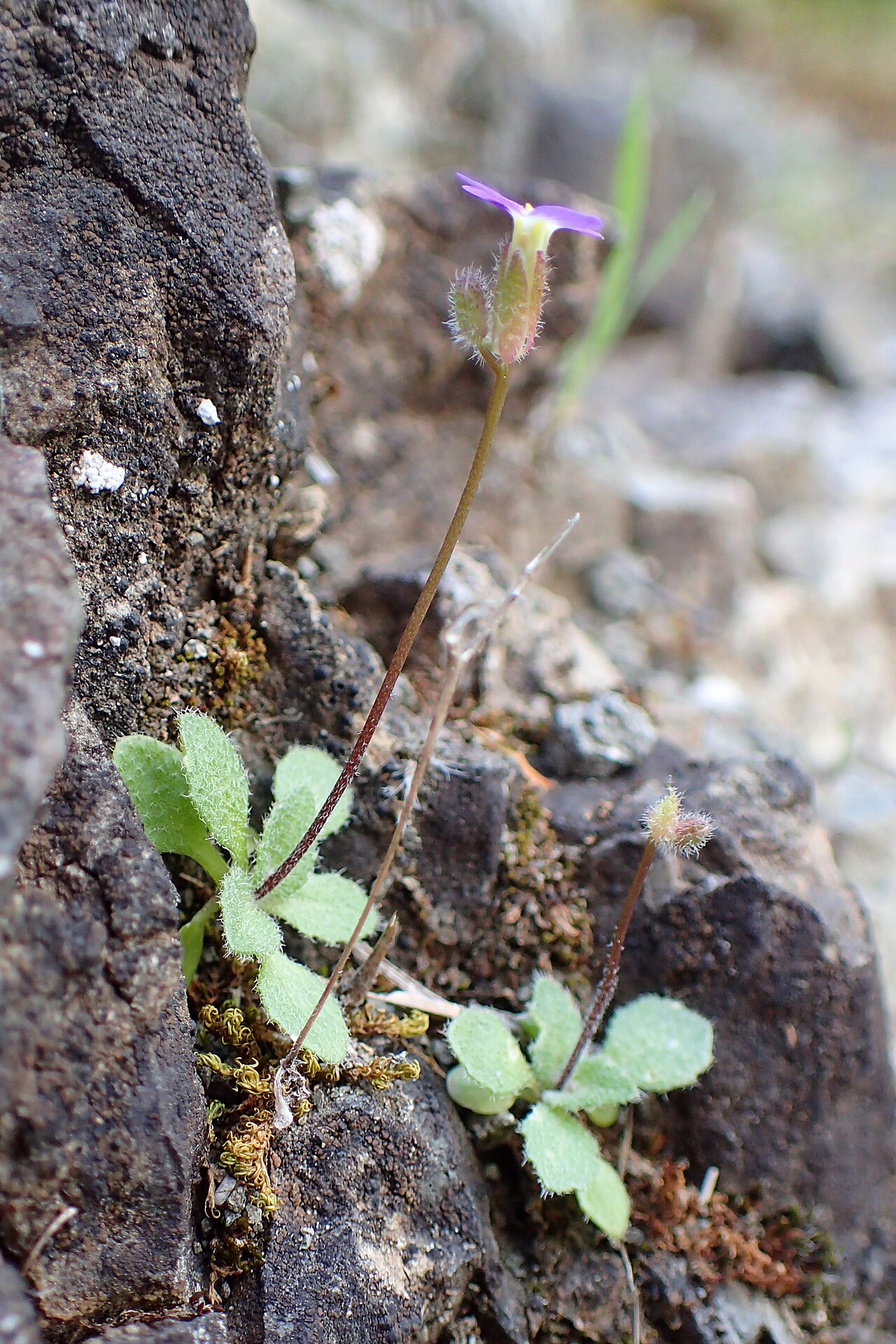 Aubrieta verna: Arabis verna in Mathiatis, Cyprus