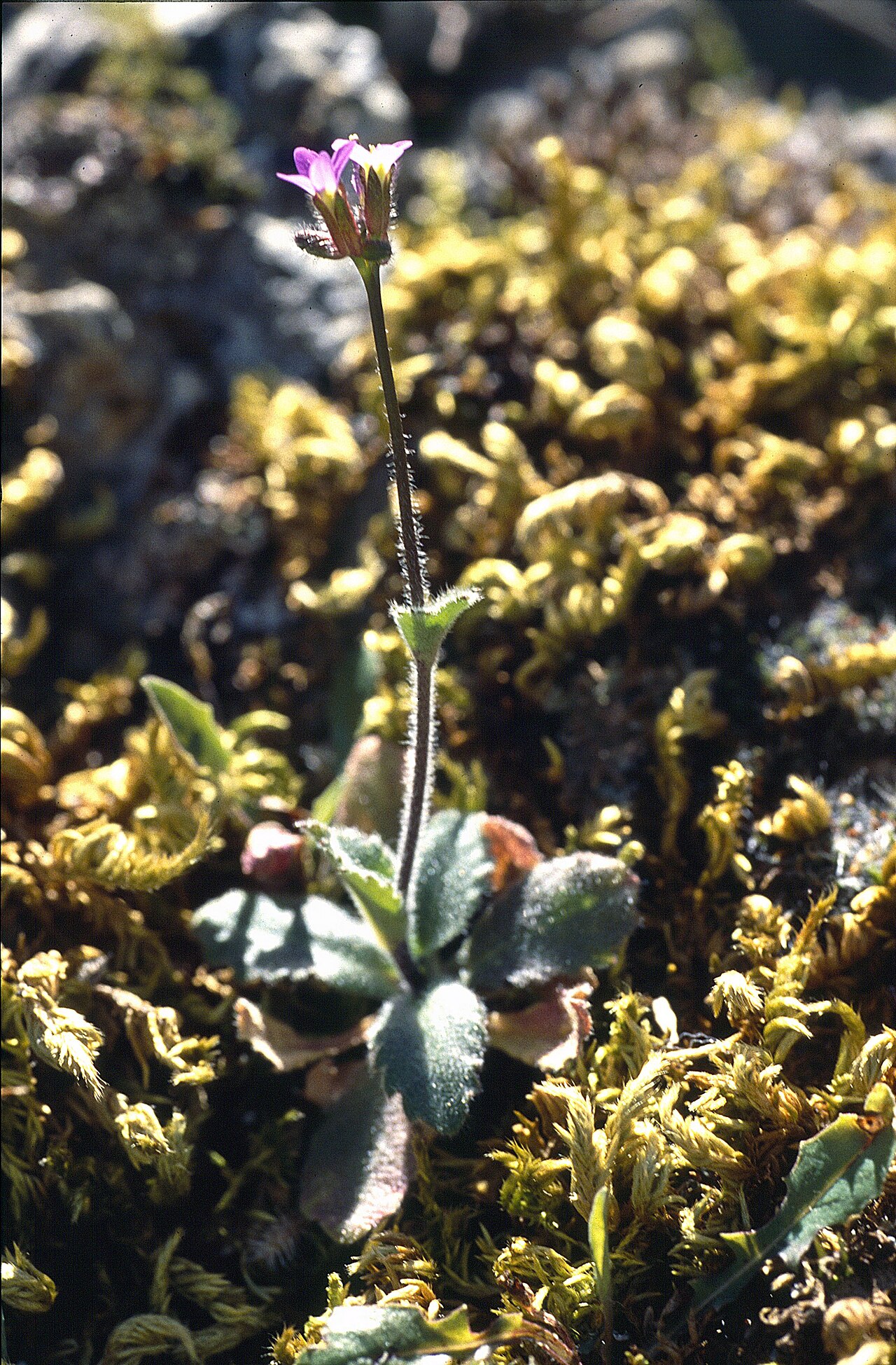 Aubrieta verna: Arabis verna, Andalusien