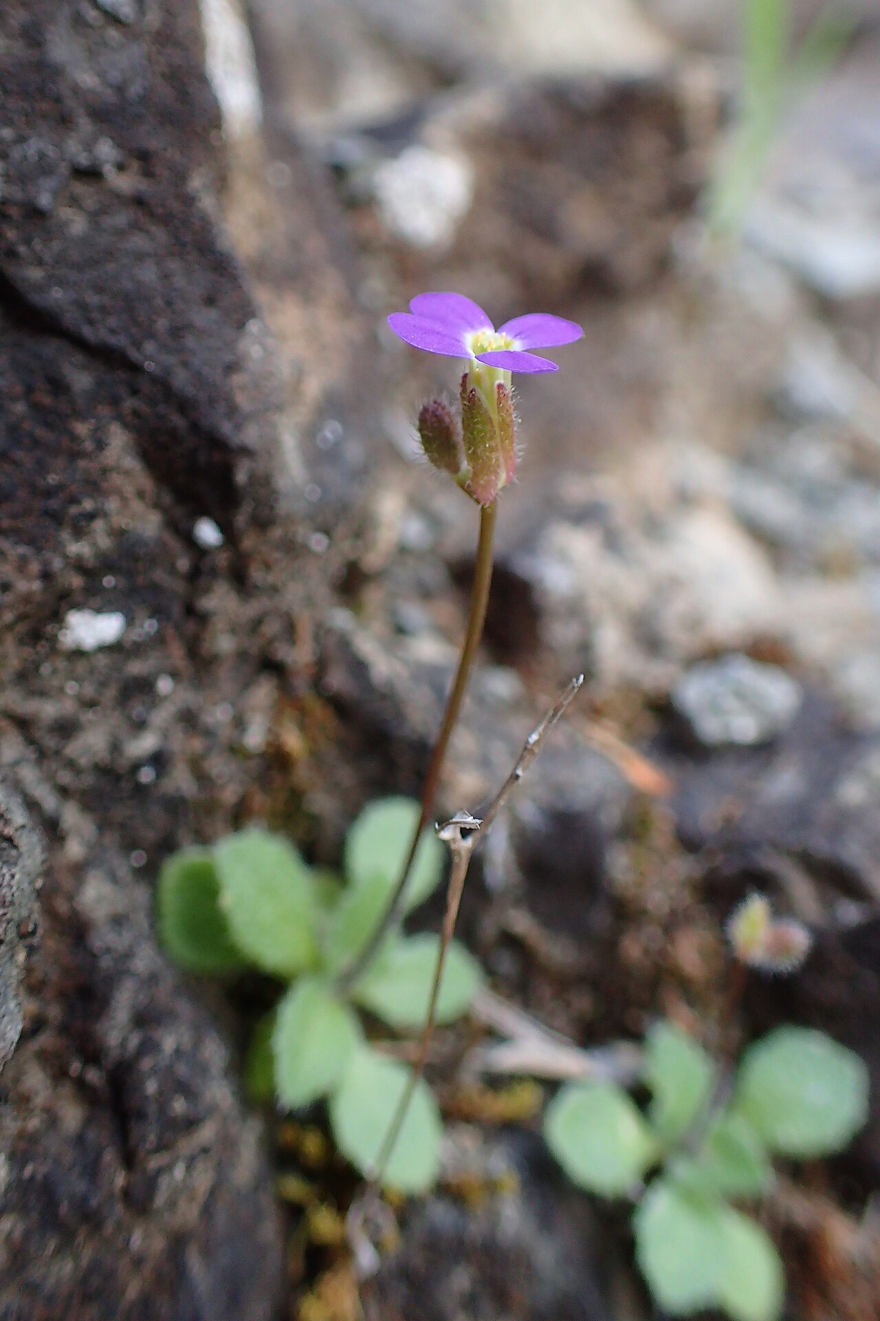 Aubrieta verna: Arabis verna in Mathiatis, Cyprus