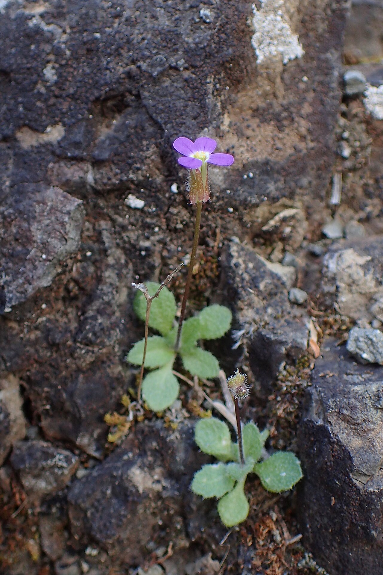 Aubrieta verna: Arabis verna in Mathiatis, Cyprus