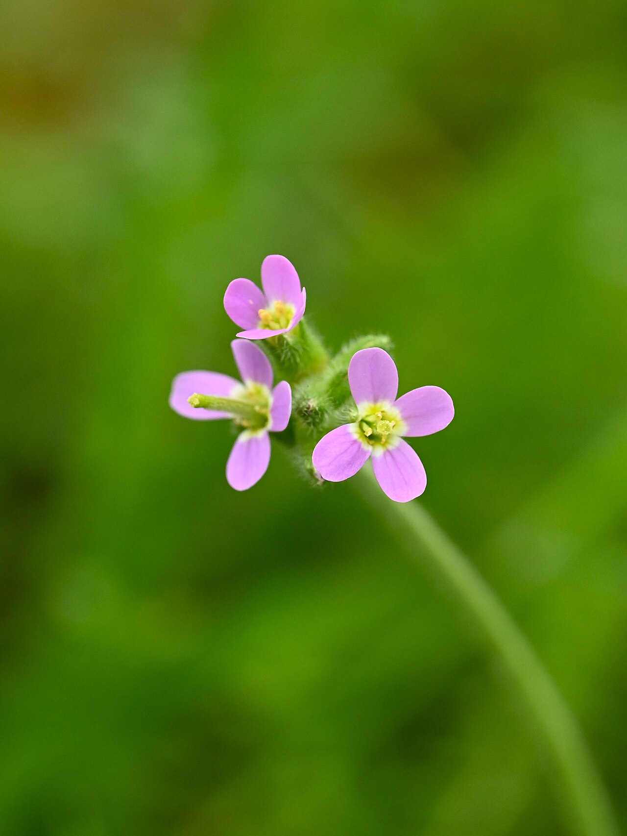 Aubrieta verna: Arabis verna in Zuheros, Andalusia
