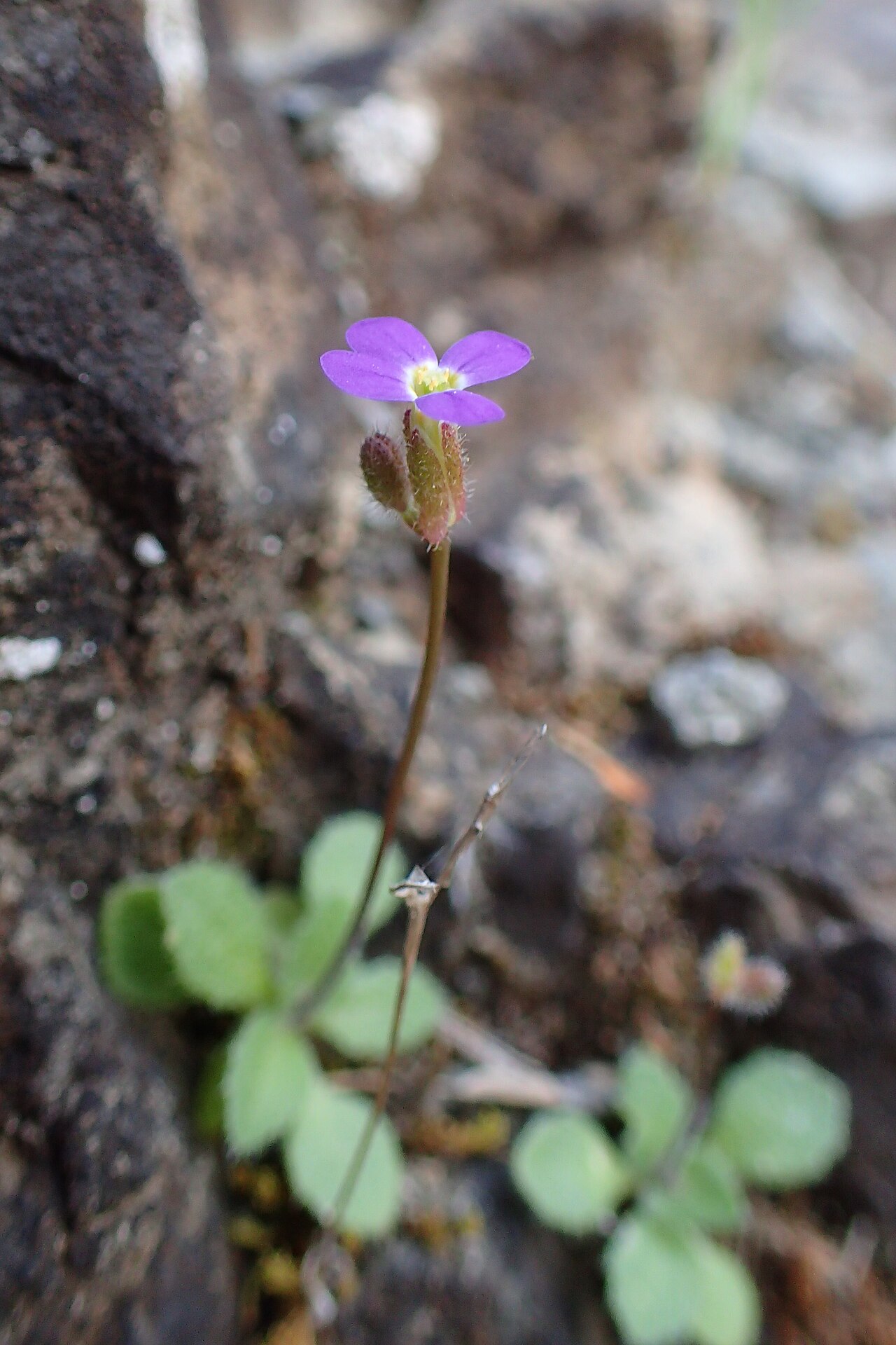 Aubrieta verna: Arabis verna in Mathiatis, Cyprus