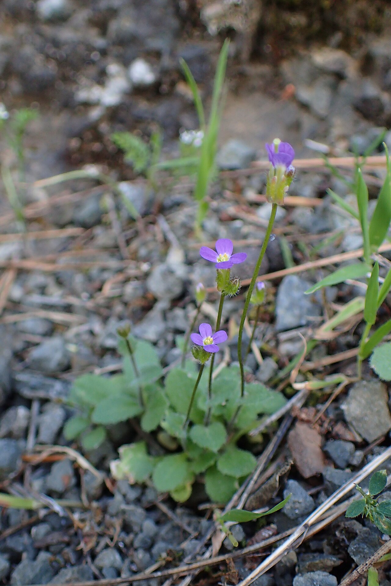 Aubrieta verna: Arabis verna in Mathiatis, Cyprus