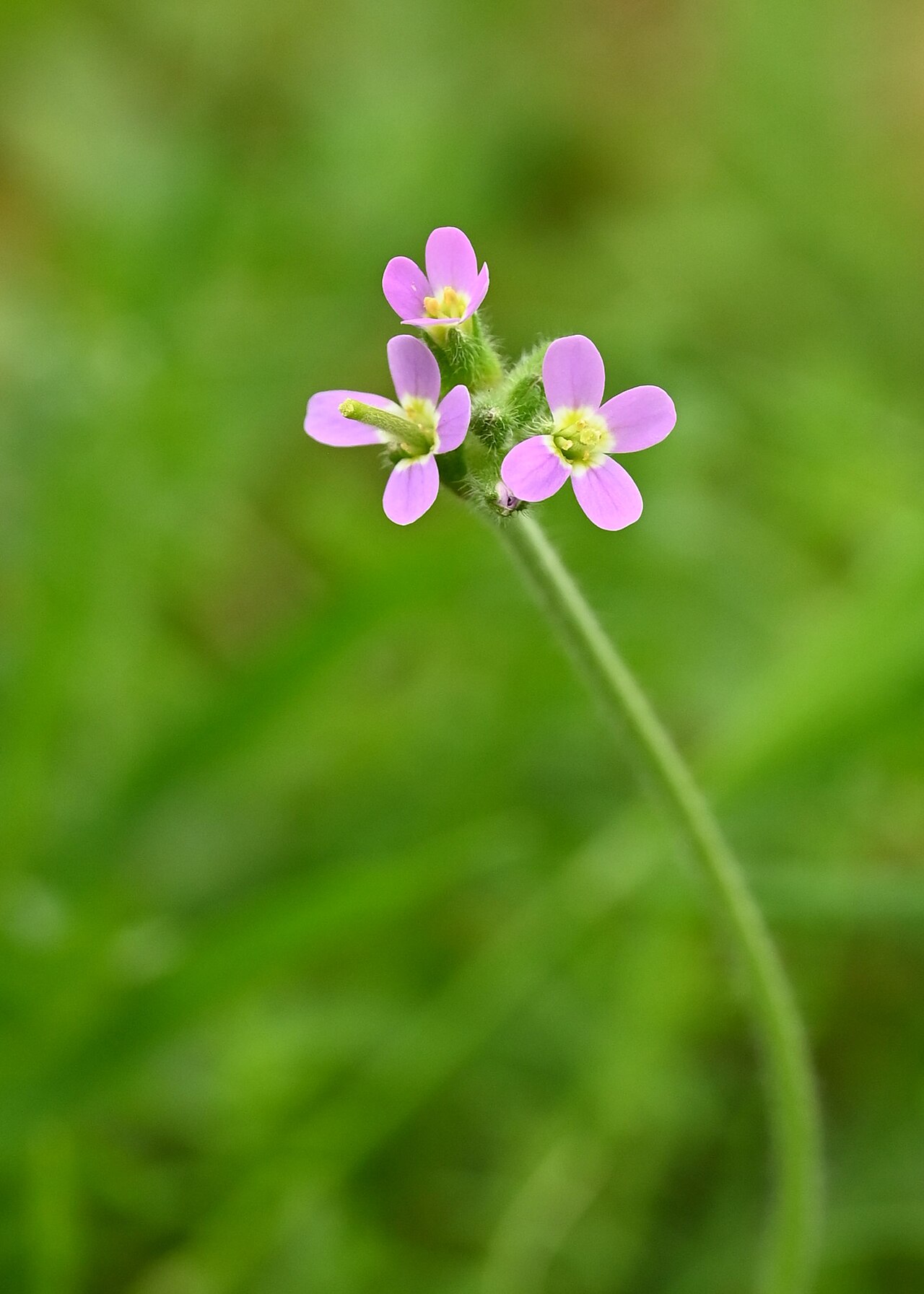 Aubrieta verna: Arabis verna in Zuheros, Andalusia