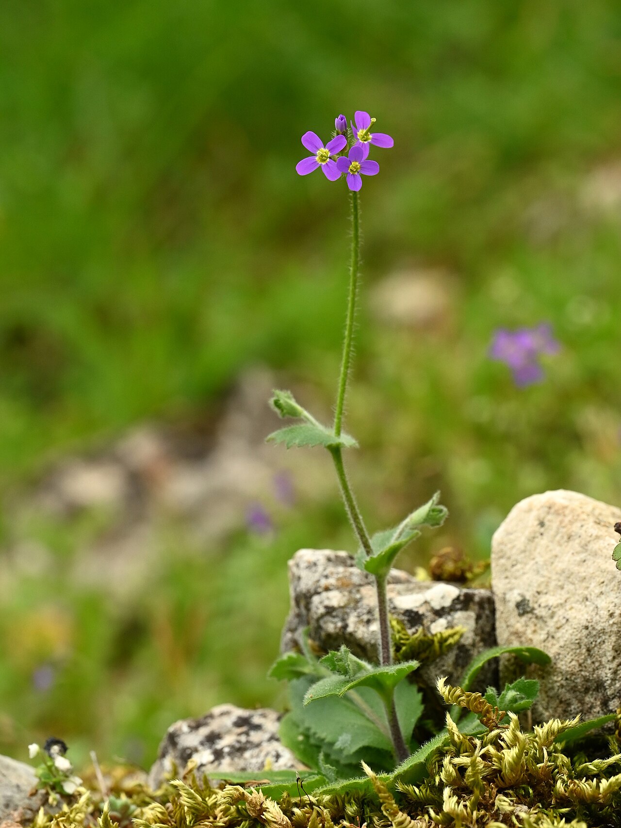 Aubrieta verna: Arabis verna in Zuheros, Andalusia