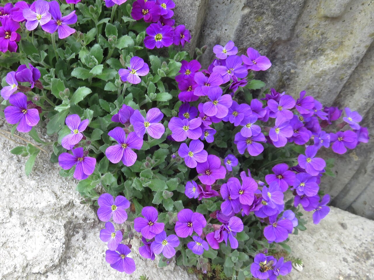 Aubrieta × hybrida: Tařička (Aubrieta x hybrida) odrůda 'Royal Violet', Zoologická a botanická zahrada města Plzně.