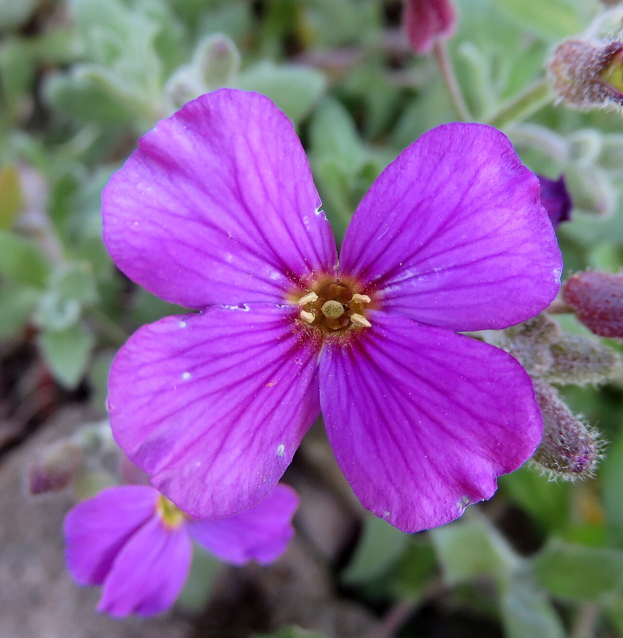 Aubrieta × hybrida: Aubrieta x hybrida, var. 'Royal Red', Zoological and botanical garden Plzen.