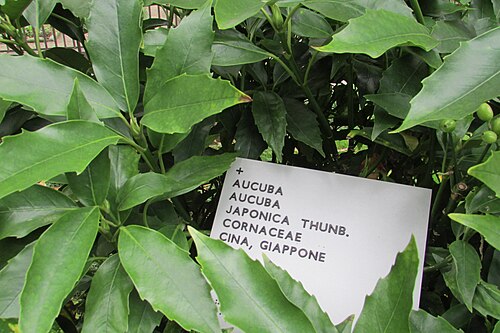 Japanese laurel: Aucuba Aucuba japonica Thumb cornaceae Cina in the Botanical garden of Padua.