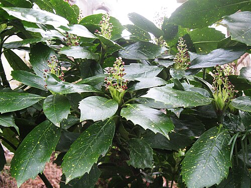 Japanese laurel: გადაღებულია მცხეთაში Taken in Mtskheta