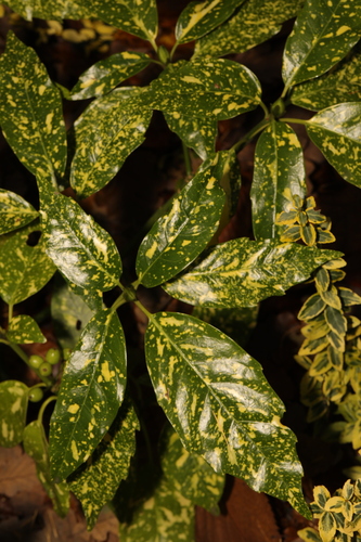 Japanese laurel (Aucuba japonica)
