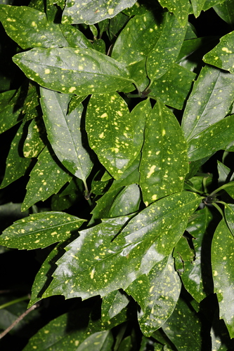 Japanese laurel (Aucuba japonica)