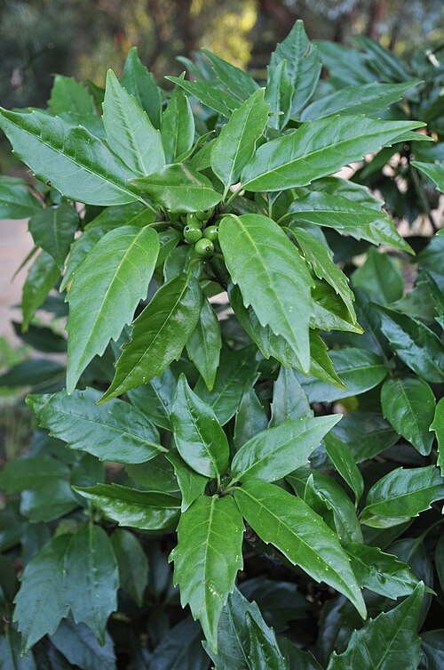 Japanese laurel: გადაღებულია მცხეთაში Taken In Mtskheta