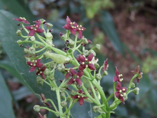 Japanese laurel (Aucuba japonica)