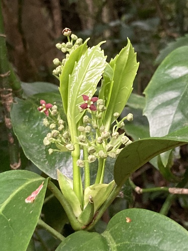 Japanese laurel (Aucuba japonica)