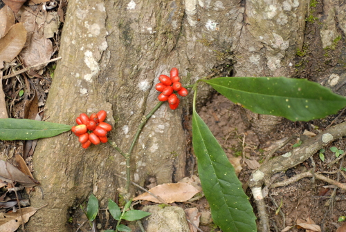 Japanese laurel (Aucuba japonica)