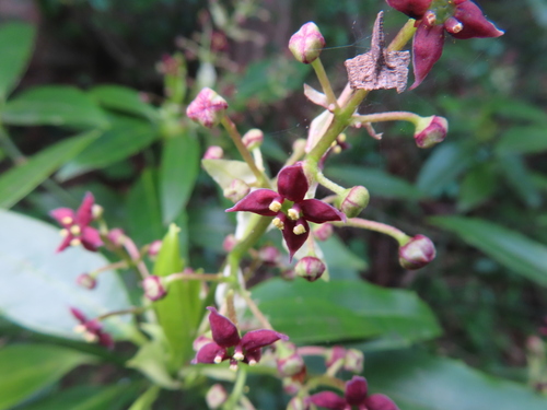 Japanese laurel (Aucuba japonica)