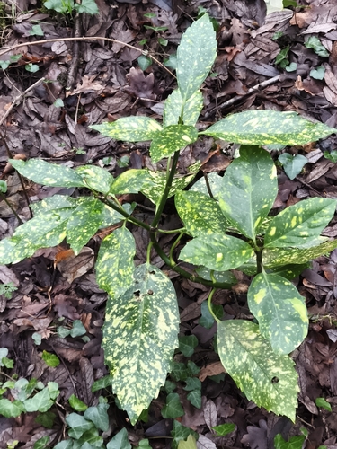 Japanese laurel (Aucuba japonica)