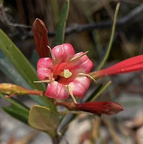 Augusta longifolia: Registro de Augusta longifolia em Parque Estadual Águas do Paraíso.
