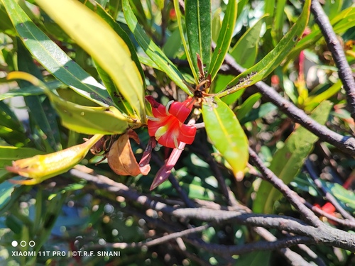 Augusta longifolia (Augusta longifolia)