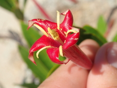 Augusta longifolia (Augusta longifolia)