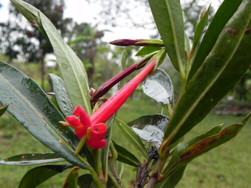 Augusta longifolia (Augusta longifolia)