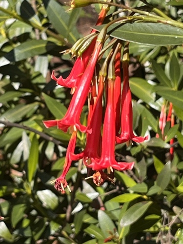 Augusta longifolia (Augusta longifolia)