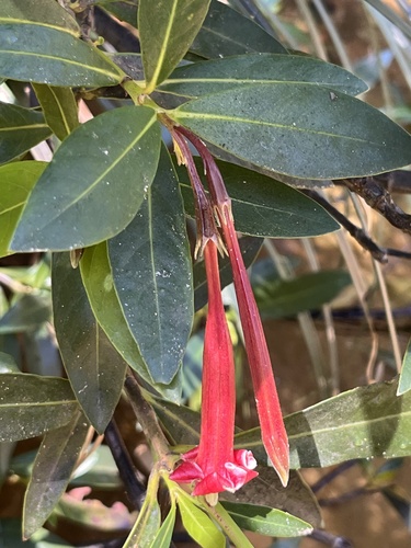 Augusta longifolia (Augusta longifolia)