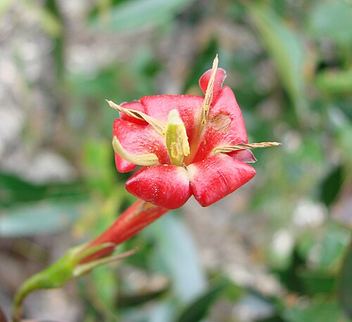 Augusta longifolia: Augusta longifolia - RUBIACEAE Alto Paraíso de Goiás - Goiás - Brasil.