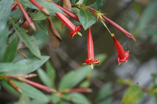 Augusta longifolia (Augusta longifolia)