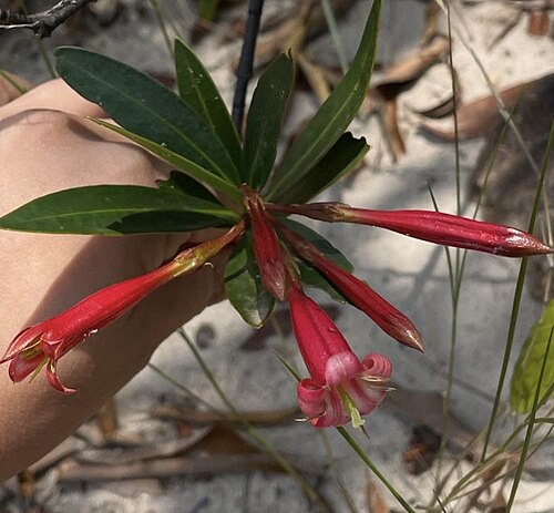 Augusta longifolia: Registro de Augusta longifolia em Parque Estadual Águas do Paraíso.