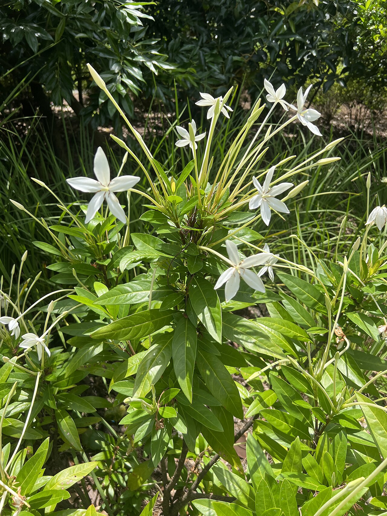 Augusta rivalis: Augusta rivalis at Leu Gardens in Orlando, FL USA