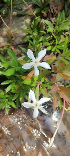 Augusta rivalis (Augusta rivalis)
