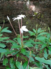 Augusta rivalis (Augusta rivalis)