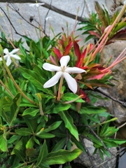 Augusta rivalis (Augusta rivalis)