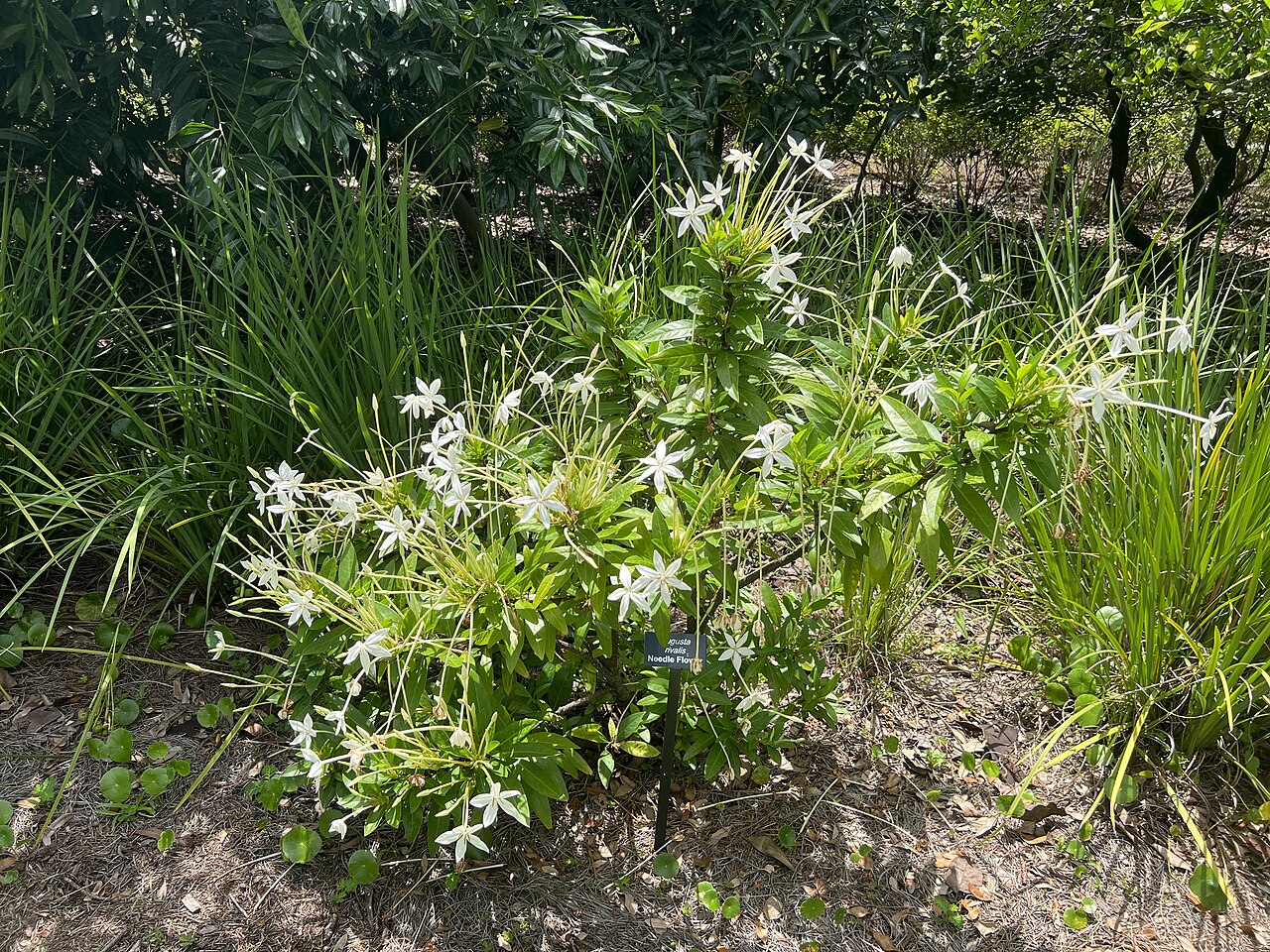 Augusta rivalis: Augusta rivalis at Leu Gardens in Orlando, FL USA