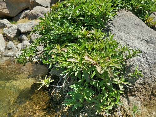 Augusta rivalis (Augusta rivalis)