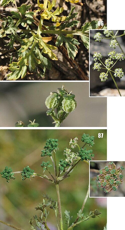 Aulacospermum roseum: 86) Aulacospermum roseum ; 87) Aulacospermum simplex