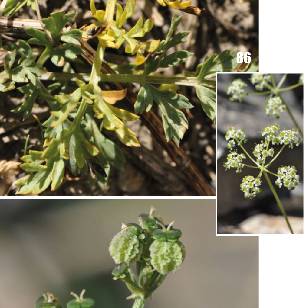 Aulacospermum roseum: Aulacospermum roseum, Tajikistan.