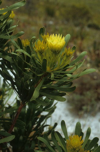 Featherbush (Aulax umbellata)