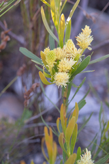 Featherbush (Aulax umbellata)