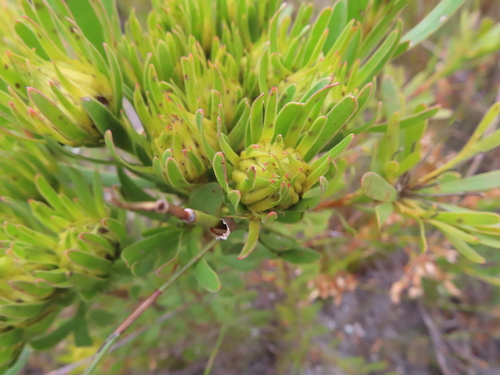 Featherbush (Aulax umbellata)