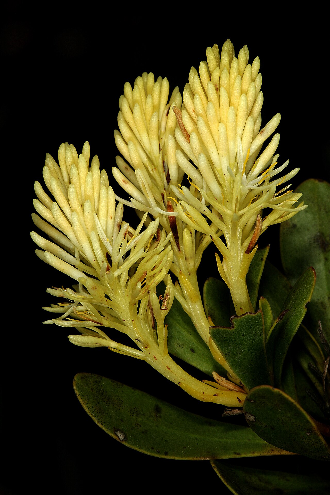 Featherbush: Aulax umbellata , male inflorescences; Fernkloof Nature Reserve, Hermanus, Western Cape, South Africa