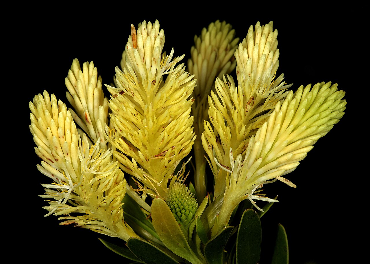 Featherbush: Aulax umbellata , male inflorescences; Fernkloof Nature Reserve, Hermanus, Western Cape, South Africa