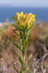 Featherbush (Aulax umbellata)