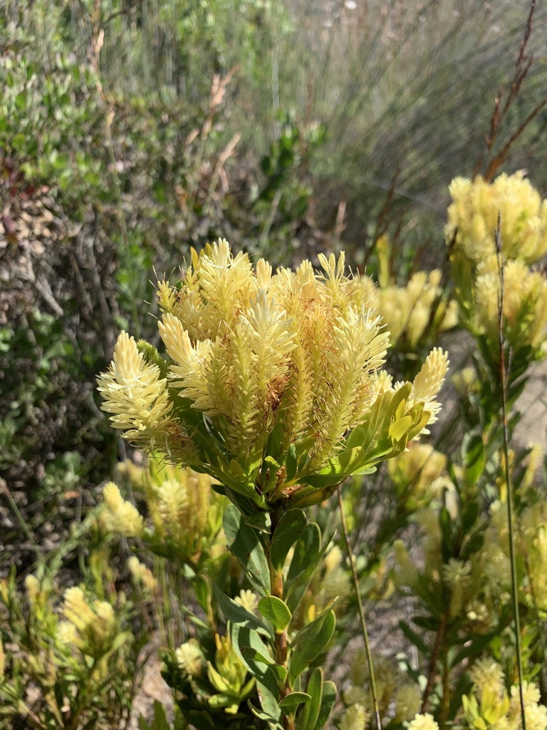 Featherbush (Aulax umbellata)