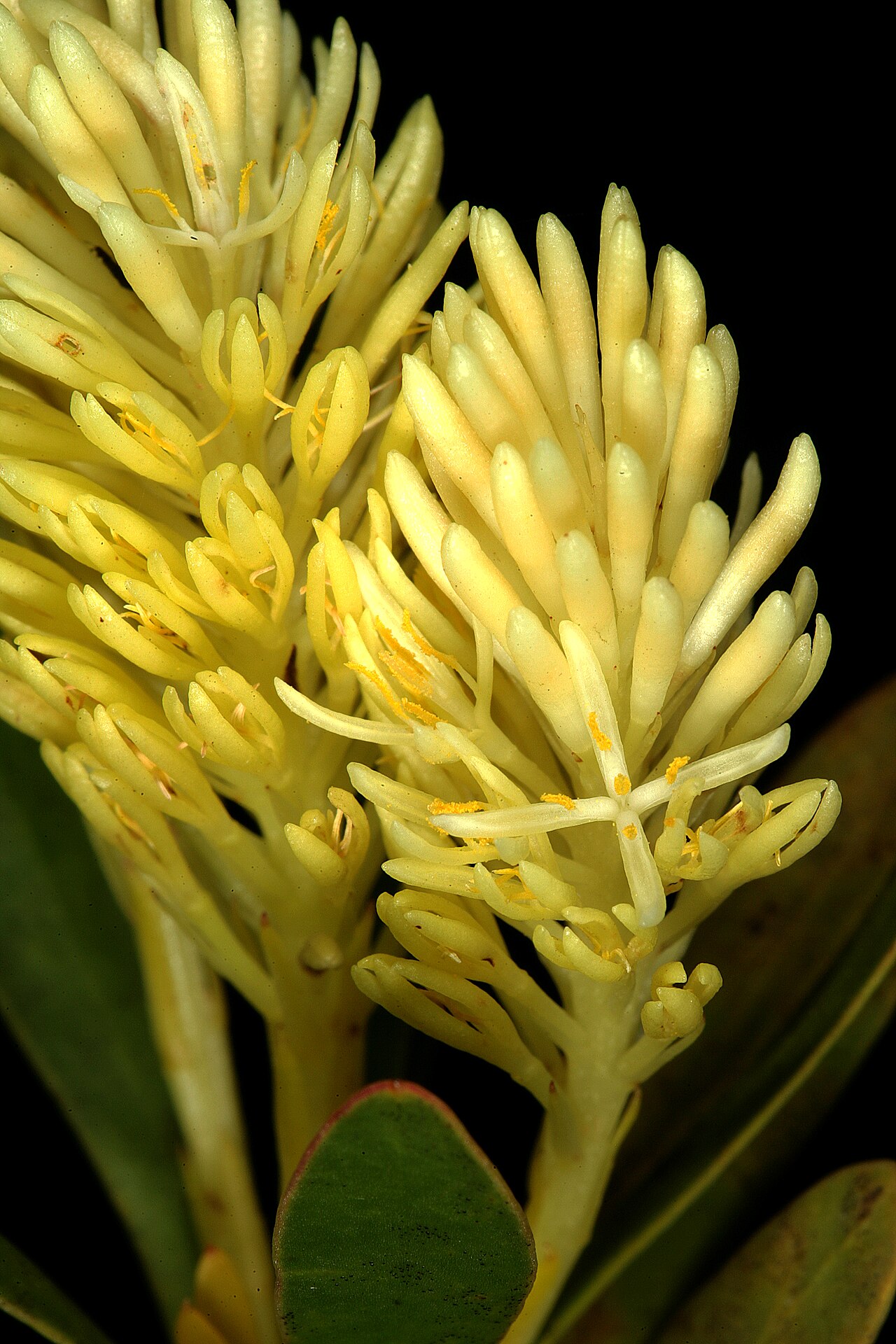 Featherbush: Aulax umbellata , male inflorescences; Fernkloof Nature Reserve, Hermanus, Western Cape, South Africa